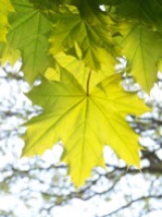 Maple_Leaf